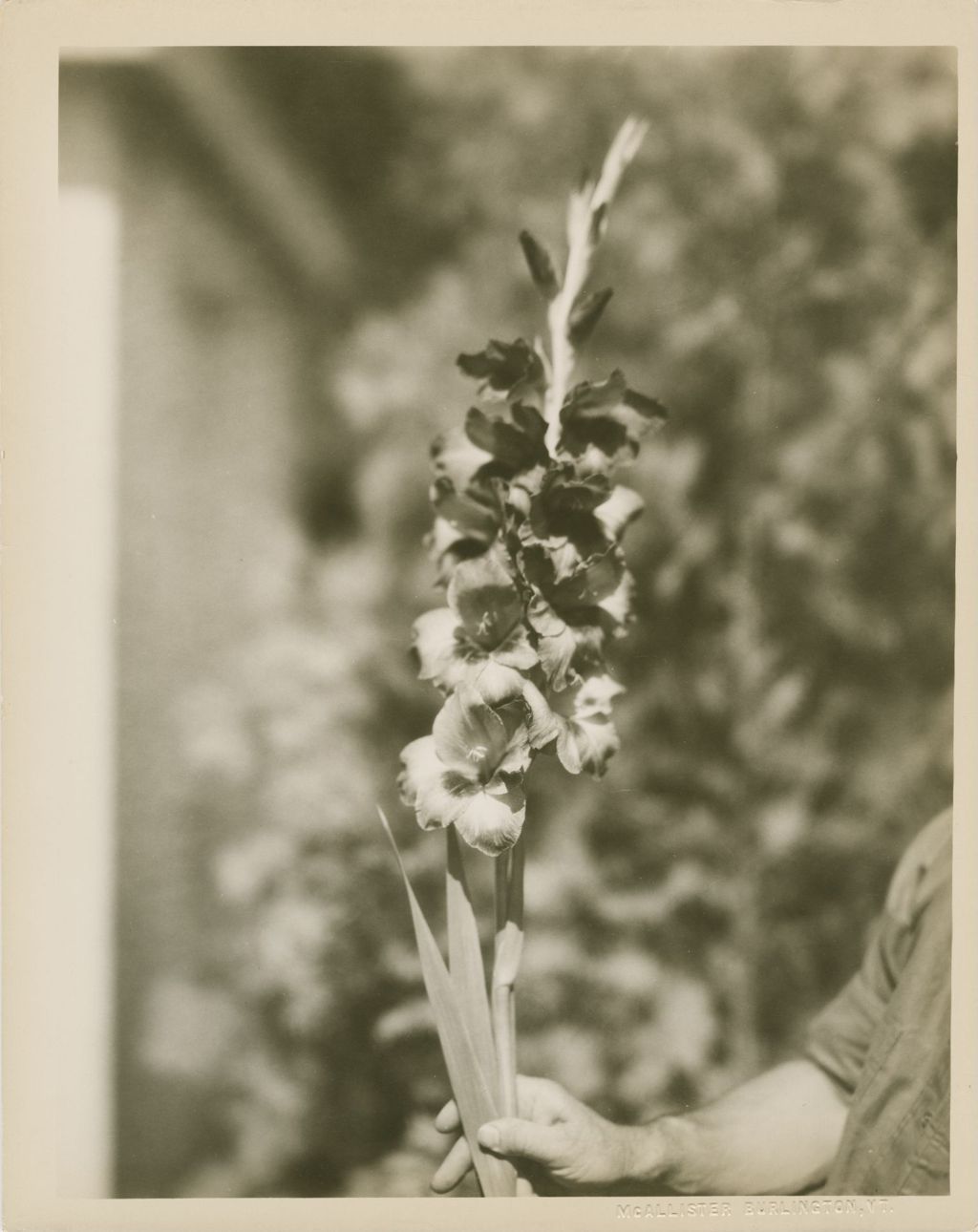 Miniature of Flowers