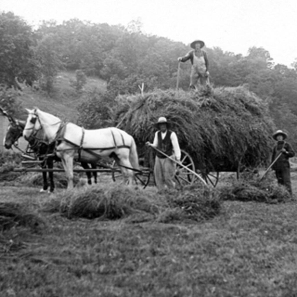 Miniature of Hay Harvesting in the 1940's