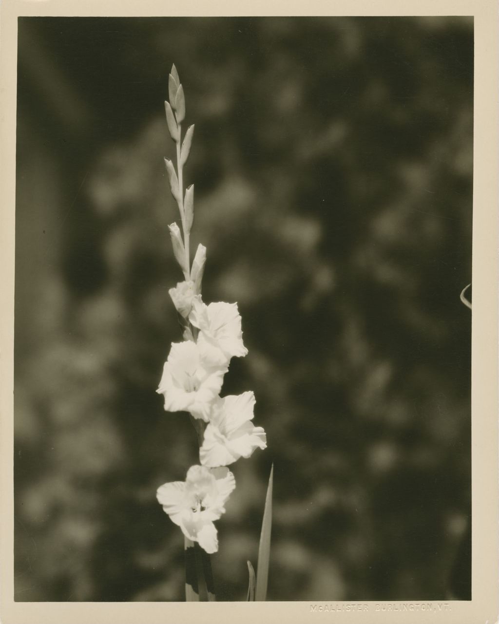 Miniature of Flowers