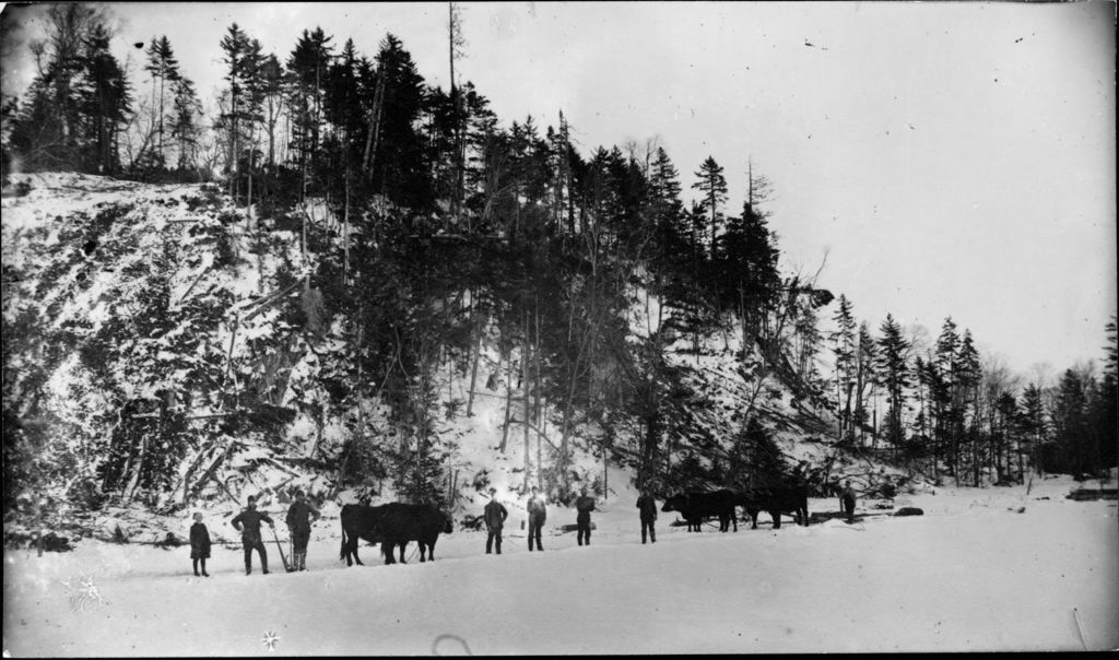 Miniature of Oxen pulling logs