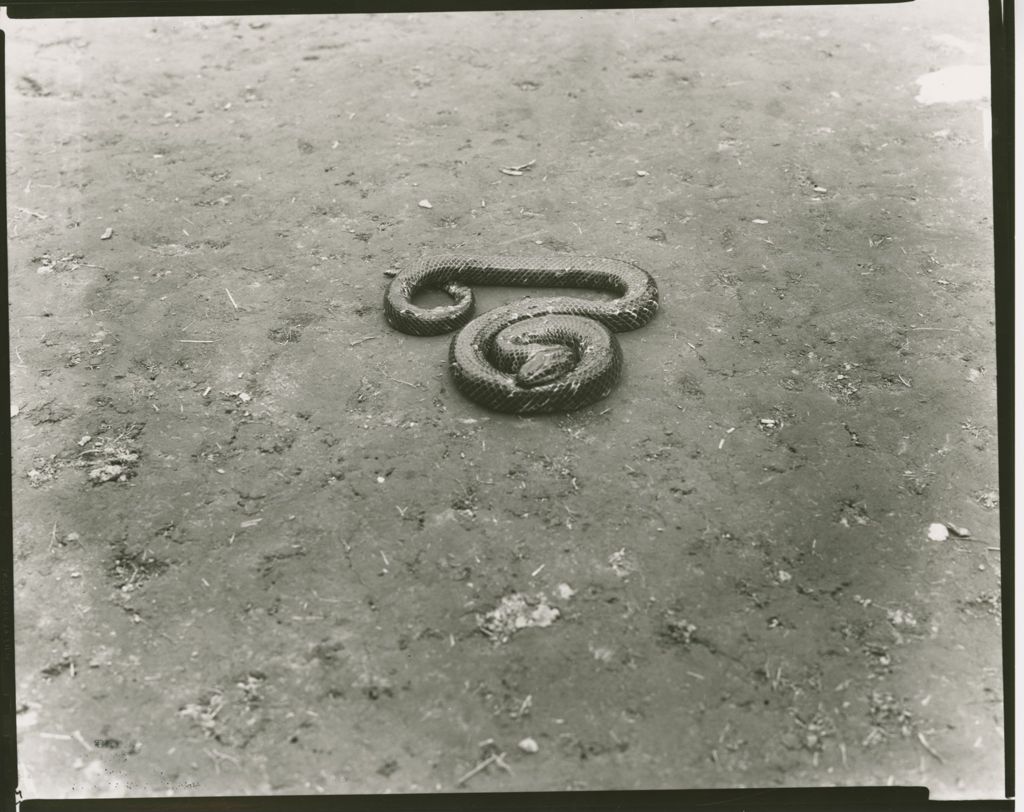 Miniature of Camp Abnaki - Snakes