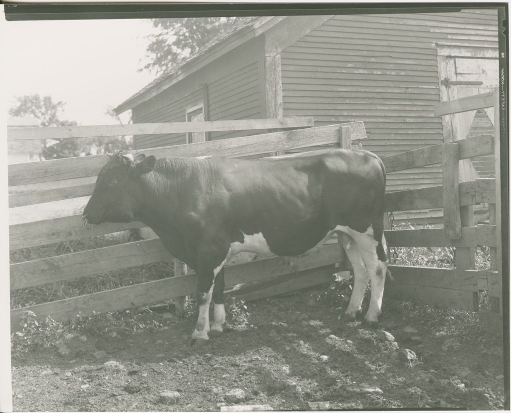 Miniature of Farms - Livestock