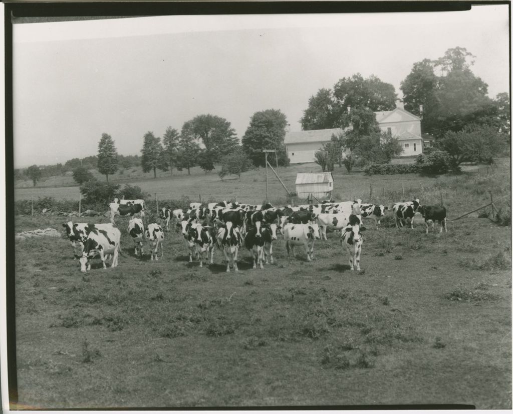 Miniature of Farms - Livestock