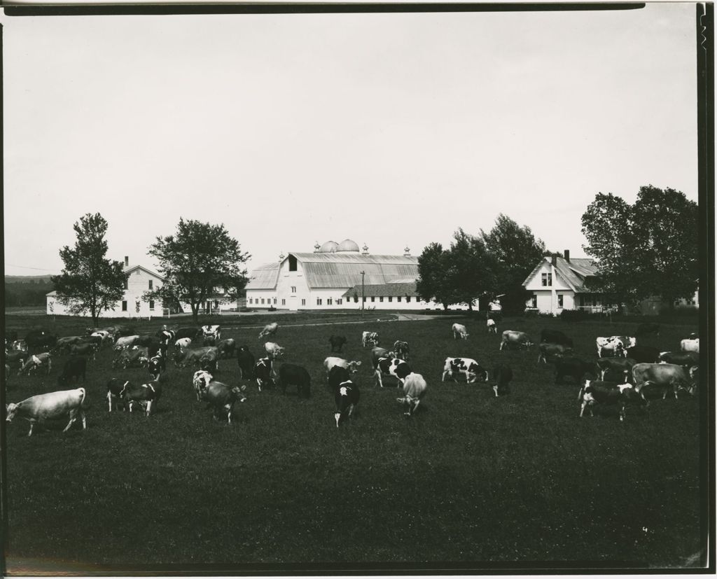 Miniature of Farms - Livestock