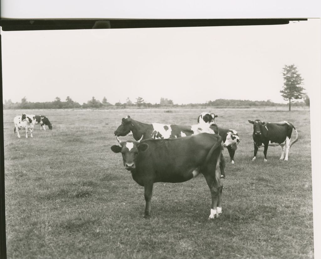 Miniature of Farms - Livestock