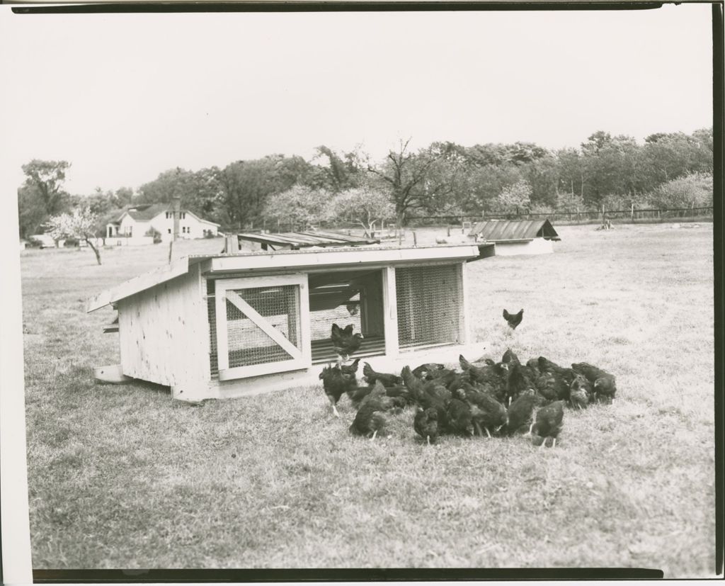 Miniature of Farms - Livestock