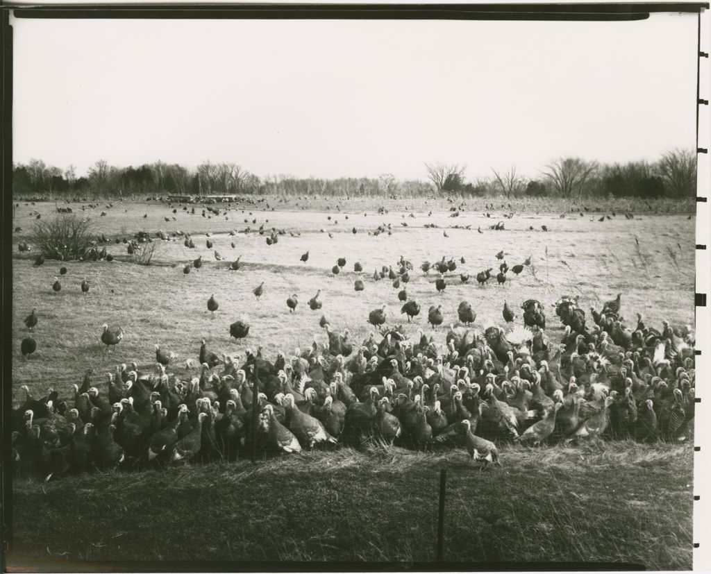 Miniature of Farms - Livestock