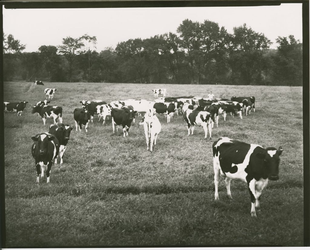 Miniature of Farms - Livestock