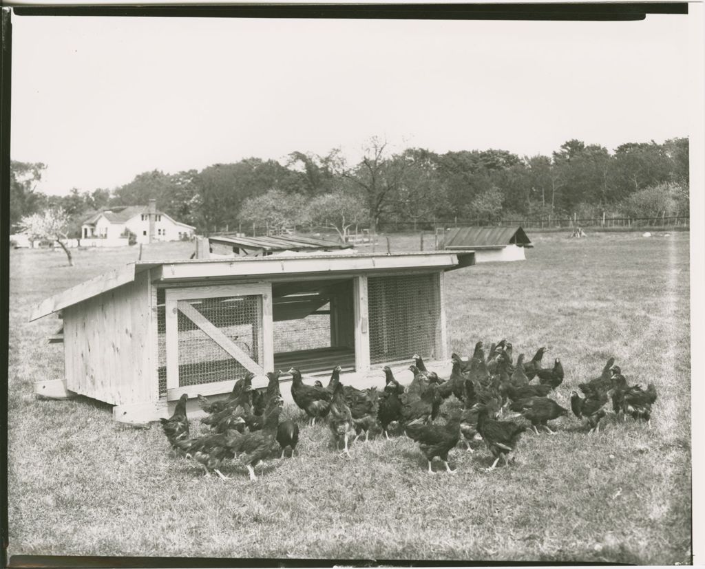 Miniature of Farms - Livestock