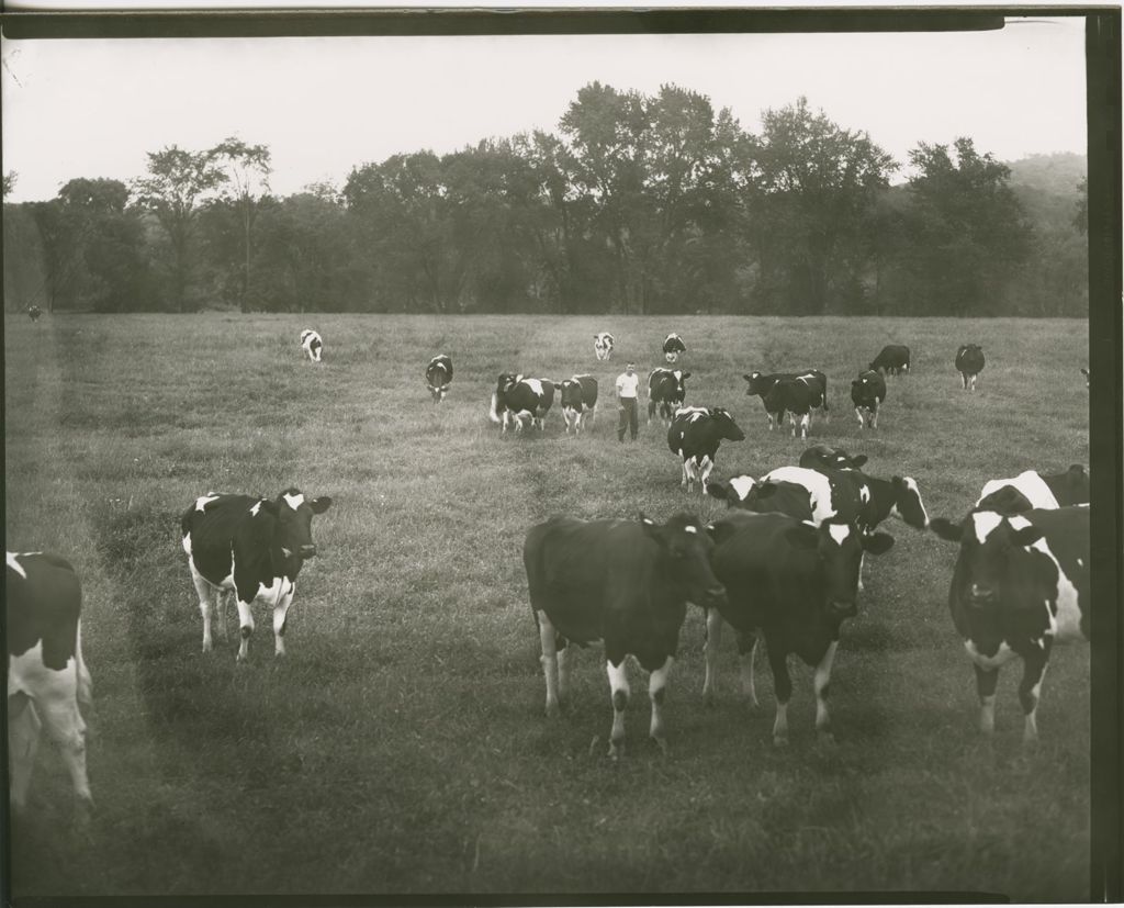 Miniature of Farms - Livestock