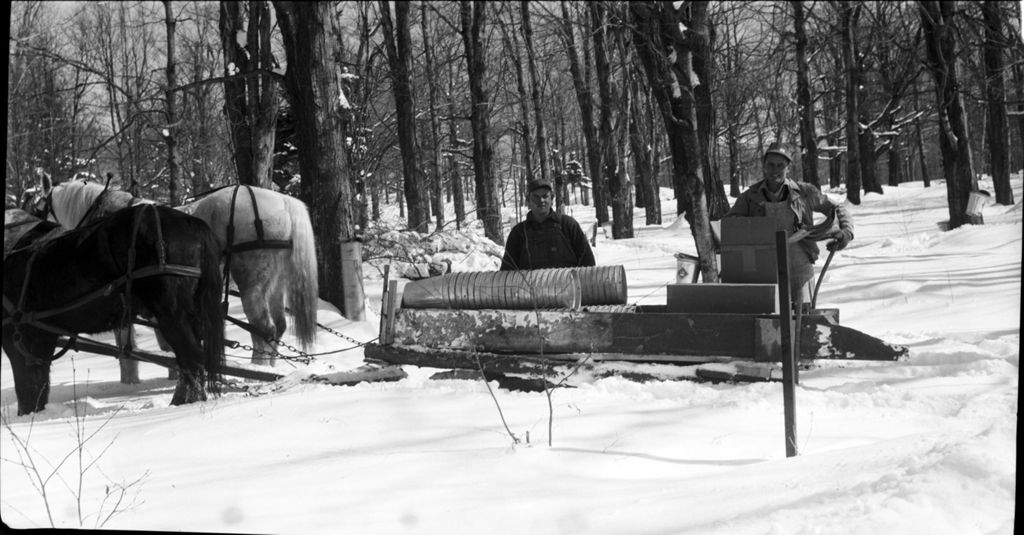 Miniature of Joe Breen and Wayne Pollard setting up collection buckets in the sugar bush