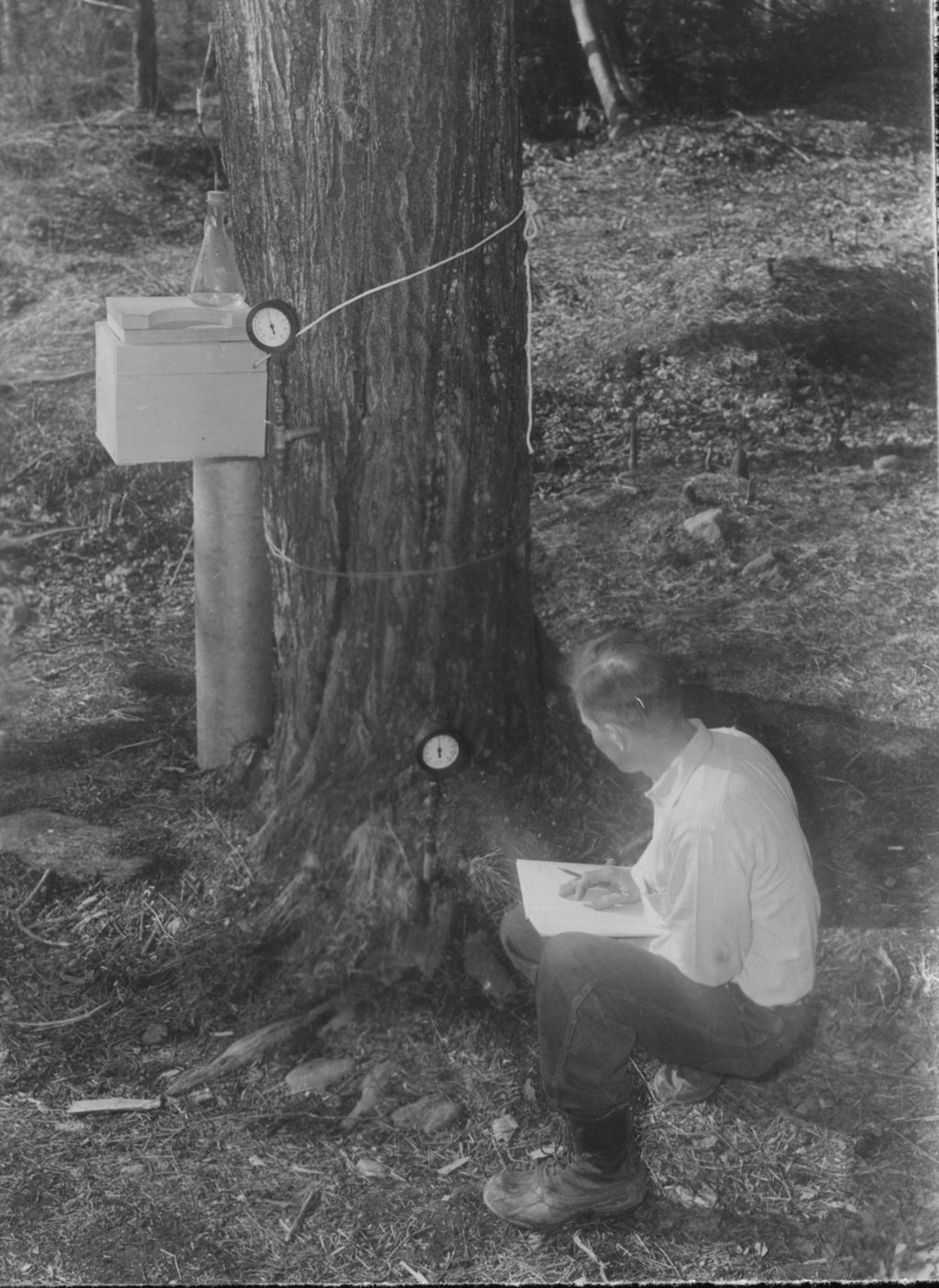 Miniature of Worker collecting data in sugar bush