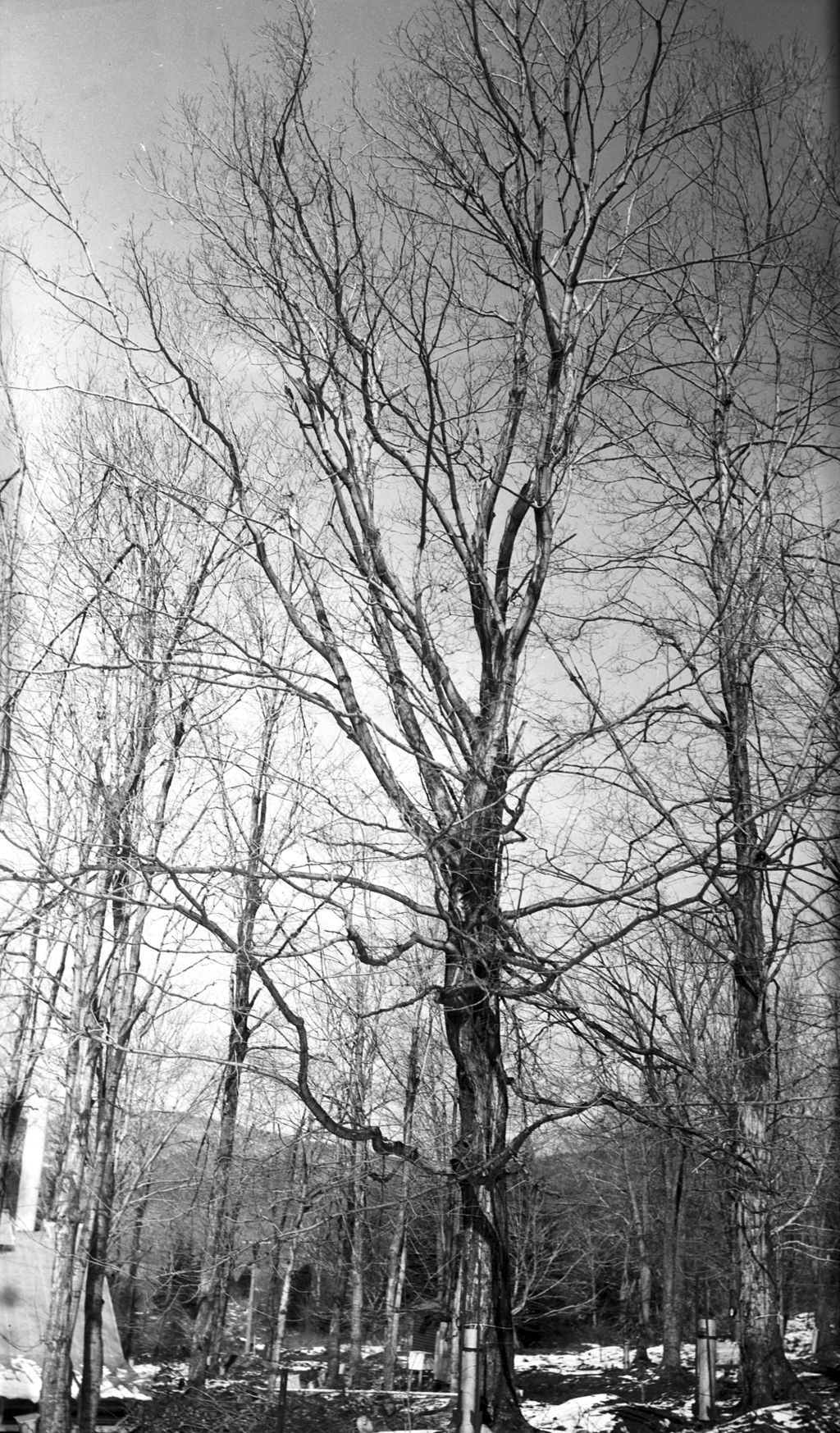 Miniature of Trees 457, 458, Proctor Maple Research Center sugar bush