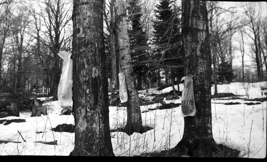 Miniature of Plastic collection bags in the sugar bush