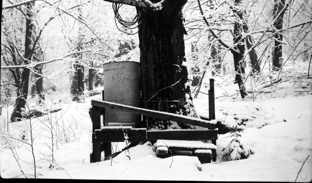 Miniature of Absorbing buckets in the sugar bush