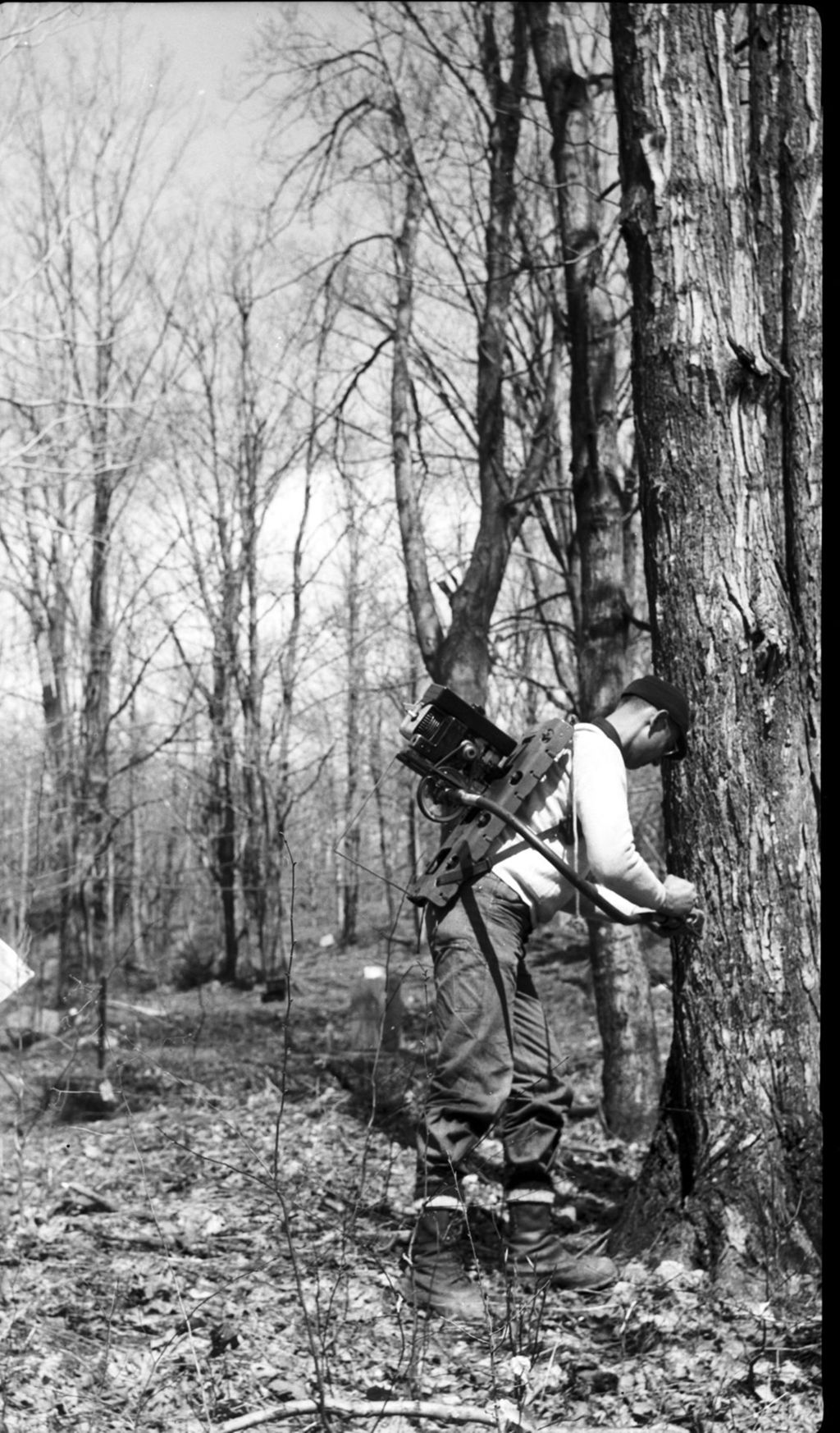 Miniature of Herb Beam power tapping trees in the sugar bush