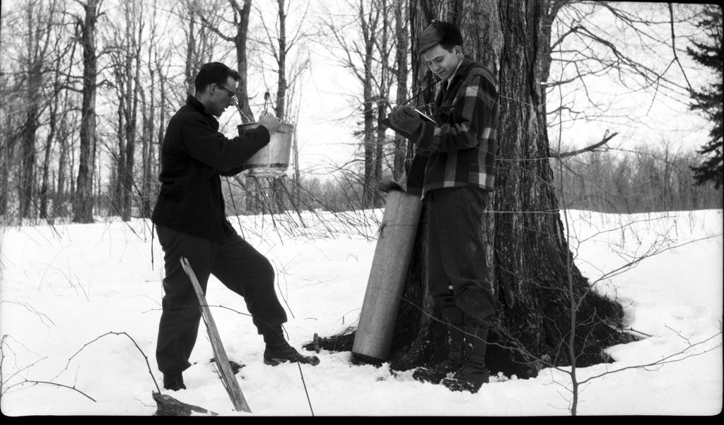 Miniature of Student workers conducting experiments in the sugar bush