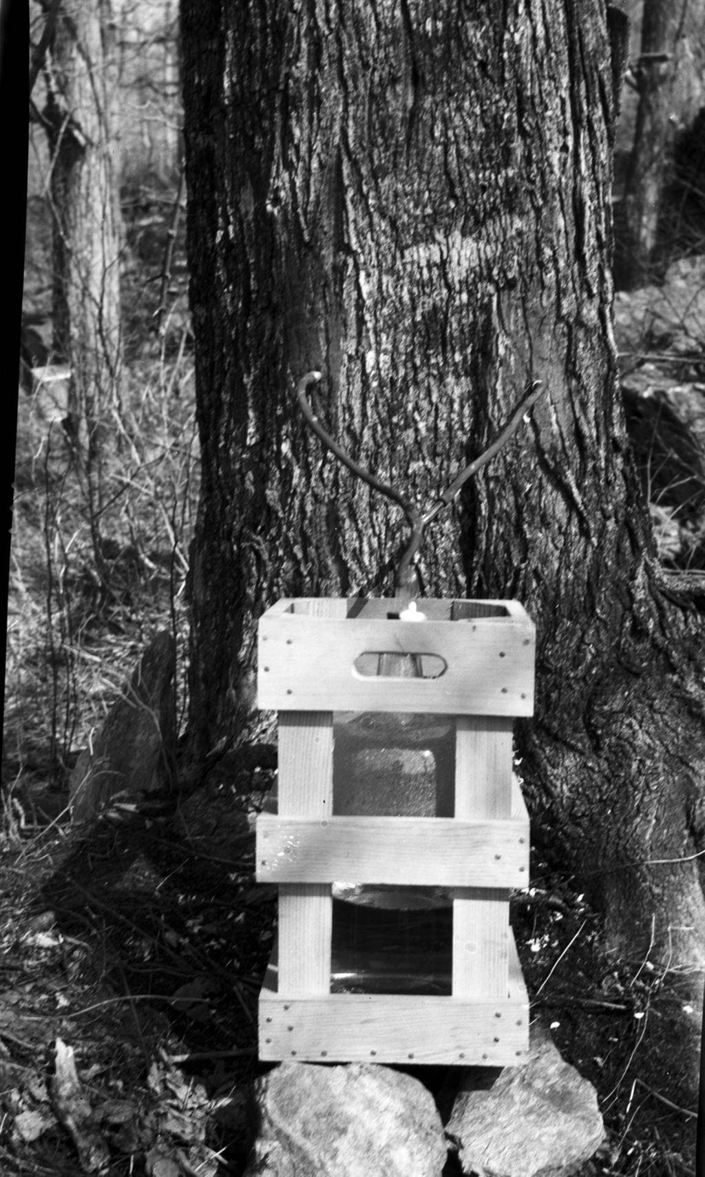 Miniature of Collecting maple sap for E.R.R.L.