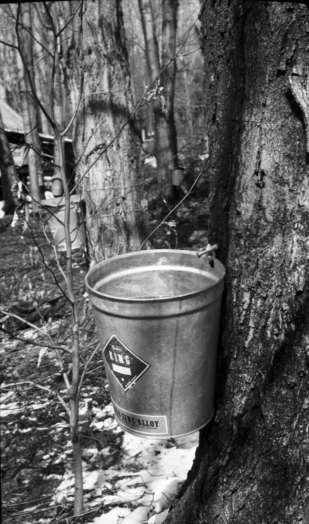 Miniature of Collection buckets in the sugar bush