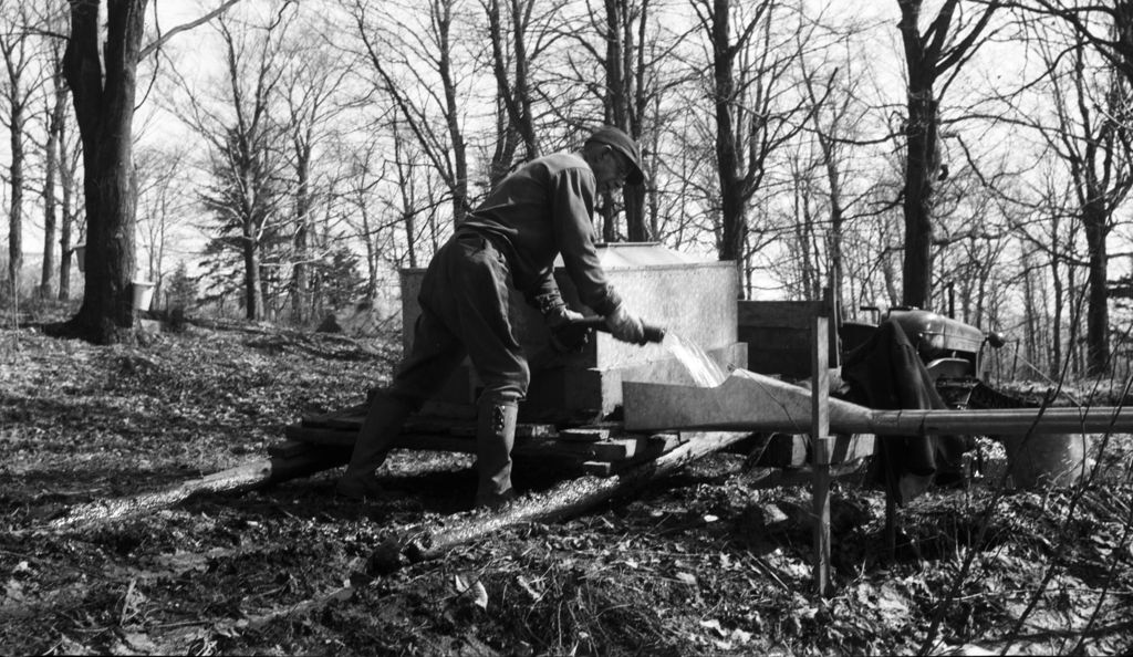 Miniature of Worker pumping maple sap into pipeline