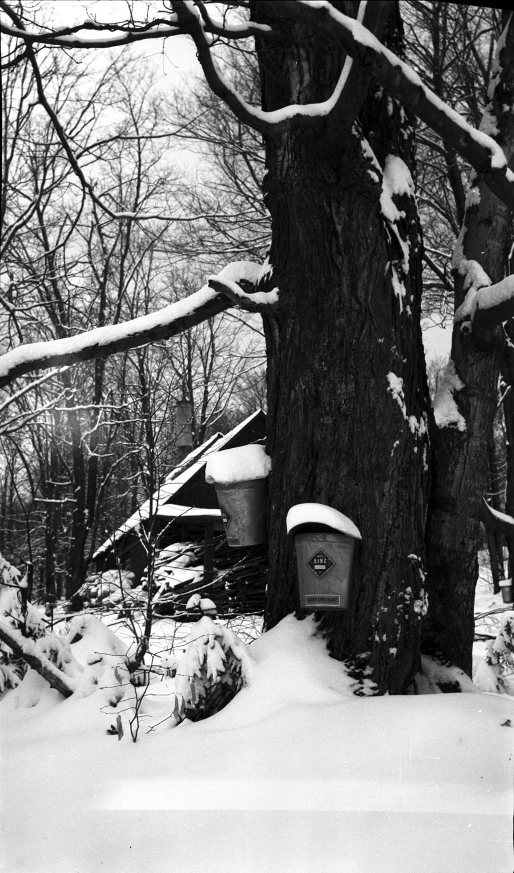 Miniature of Collection buckets in the sugar bush