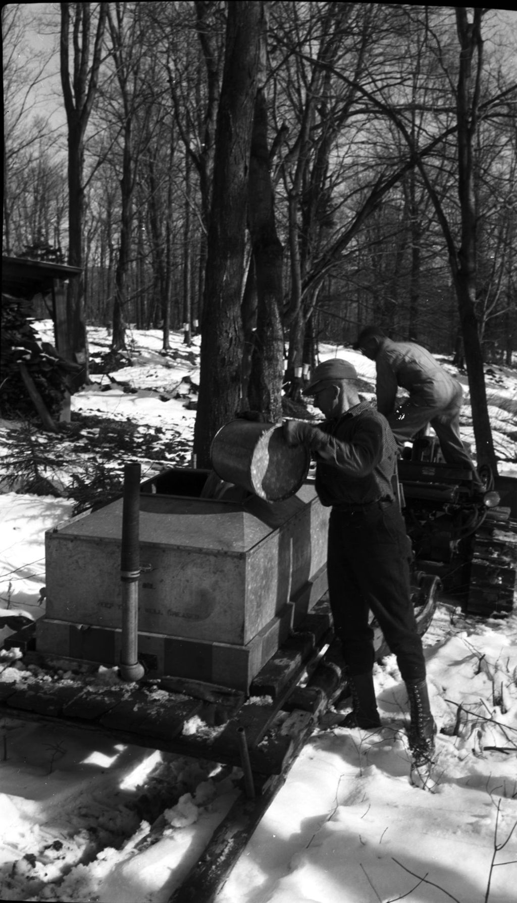 Miniature of Worker collecting maple sap