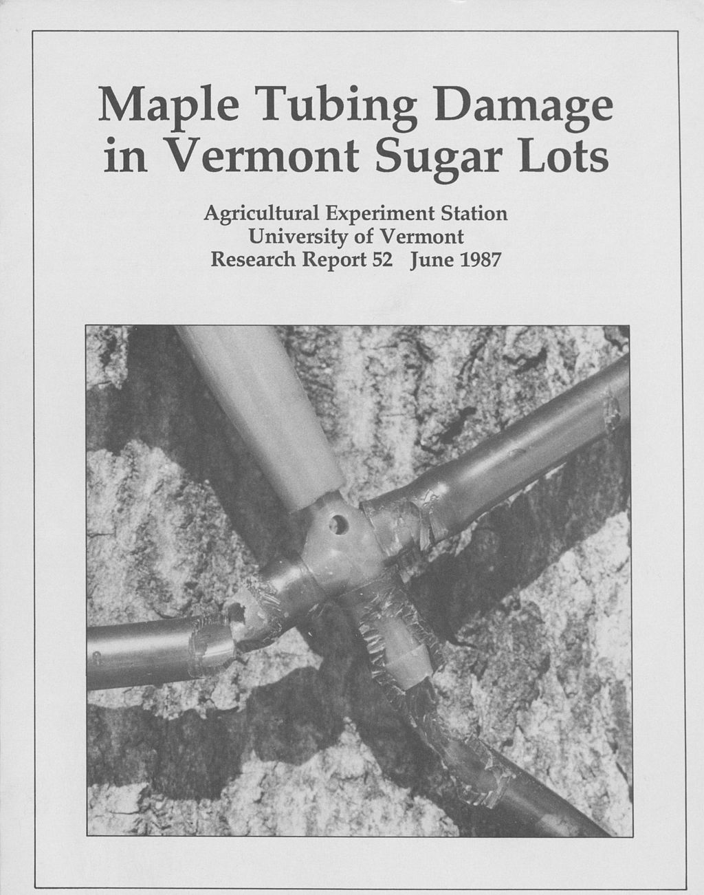 Miniature of Maple tubing damage in Vermont sugar lots