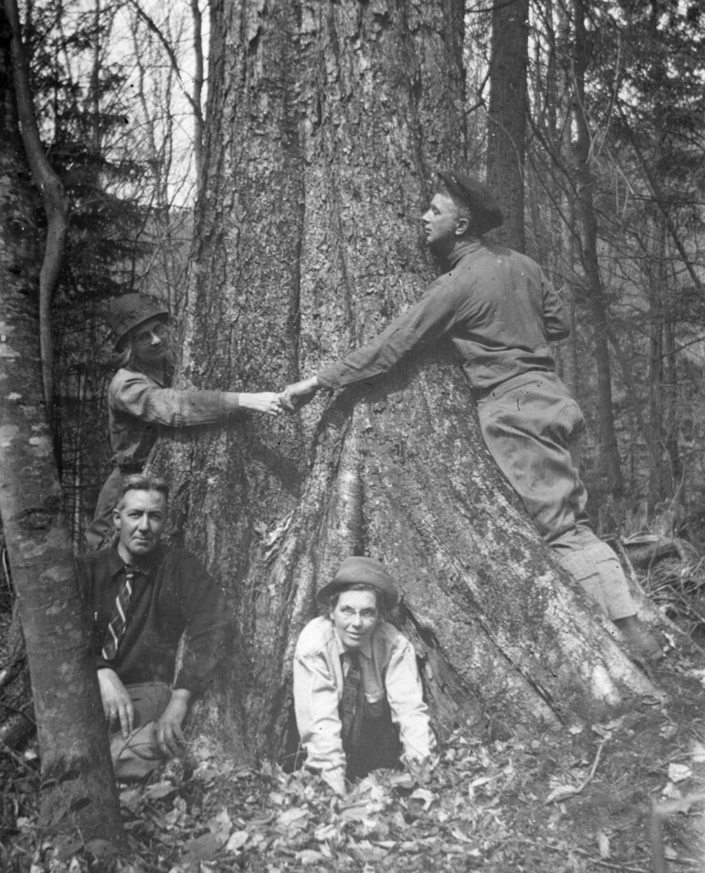 Miniature of Big Birch in Smugglers' Notch