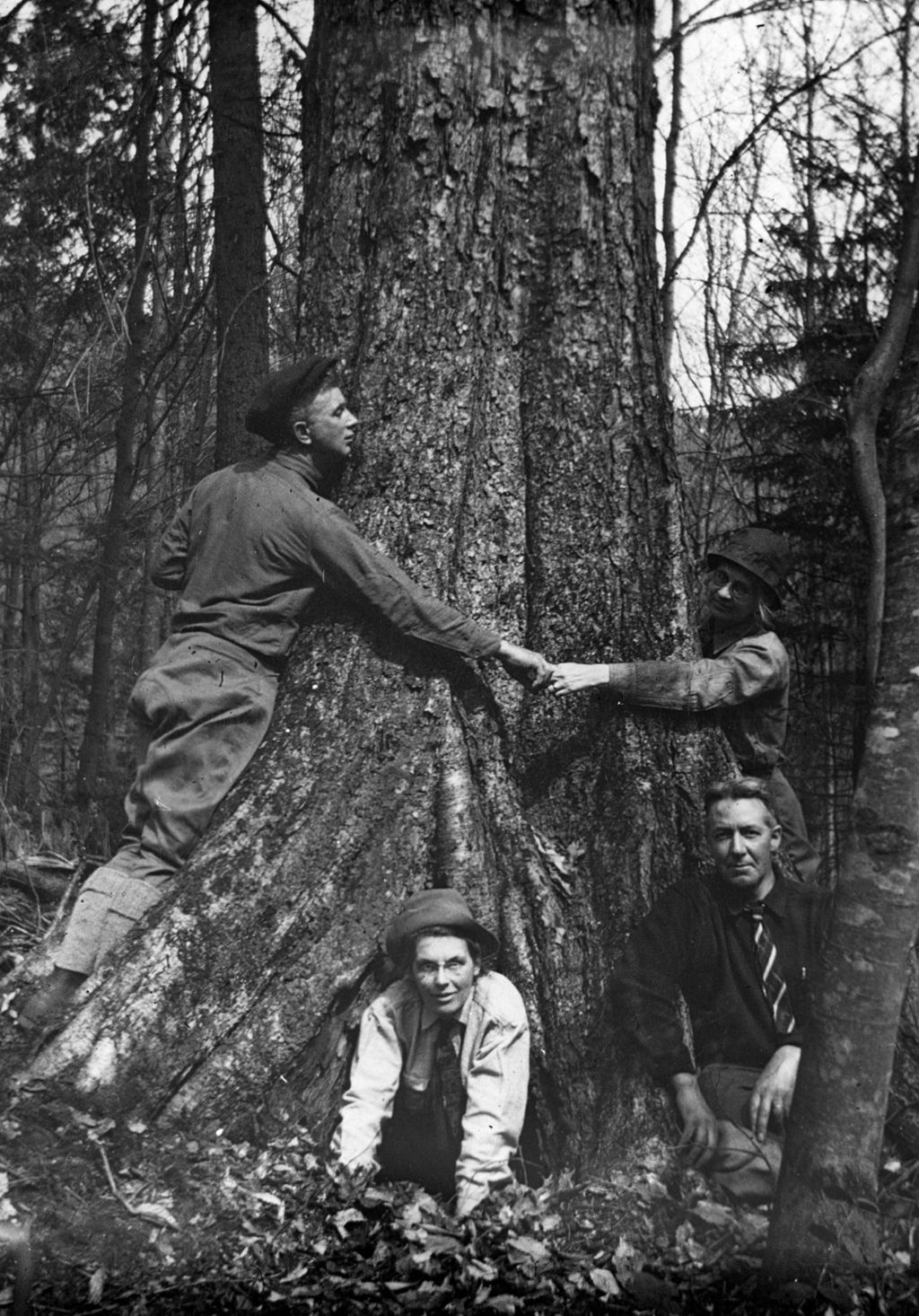 Miniature of Big Birch in Smugglers' Notch