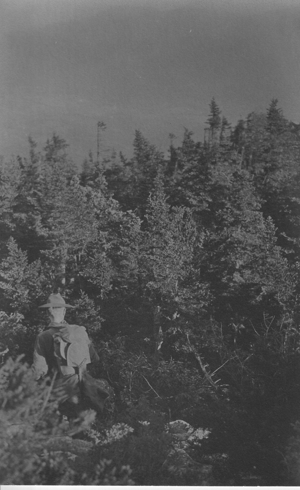 Miniature of Scrub pines and trail