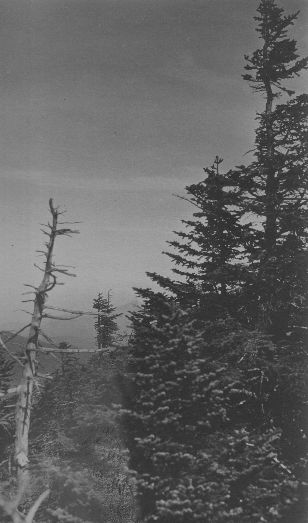 Miniature of Trees and cloudy sky