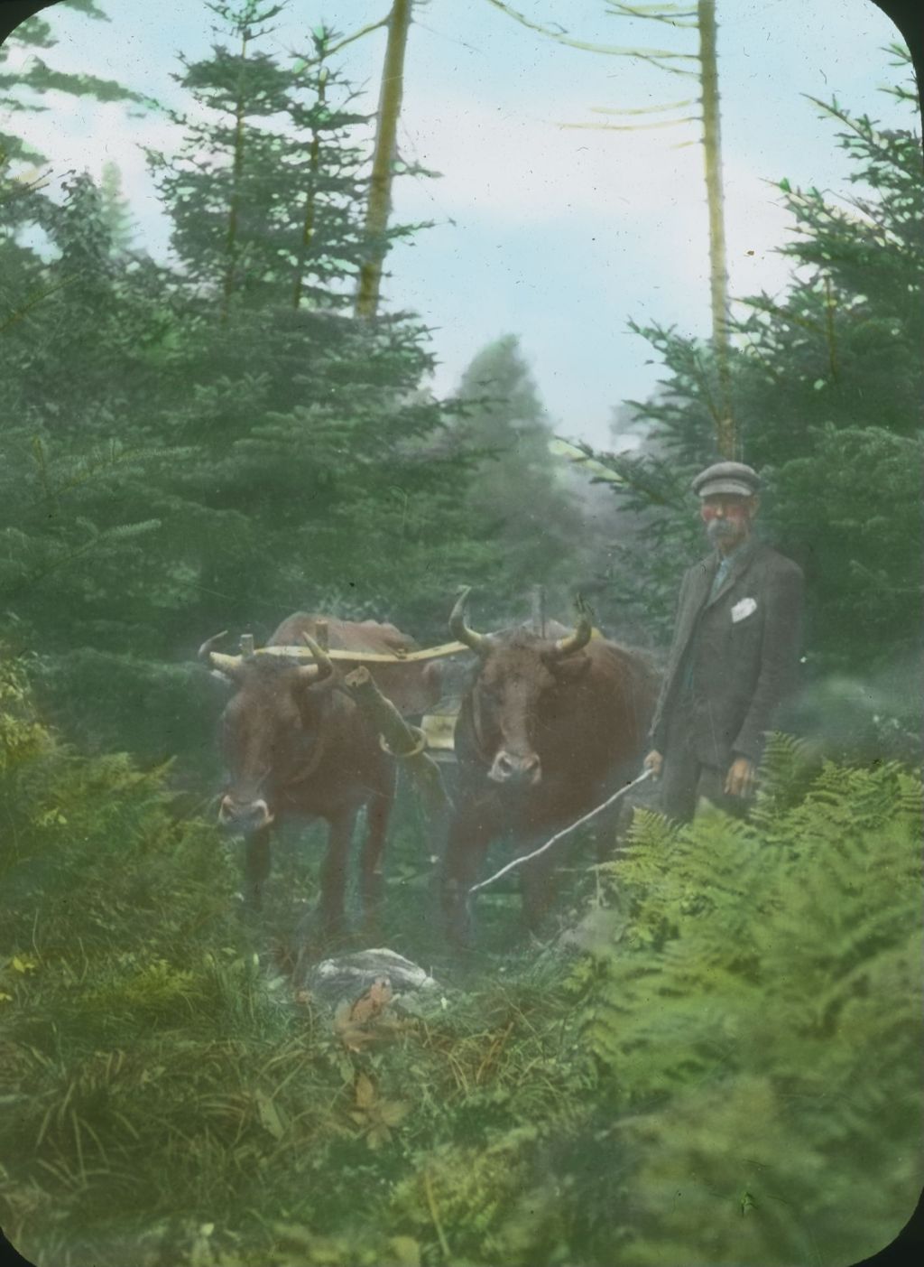 Miniature of Oxen hauling supplies for the building of the Battell Trail