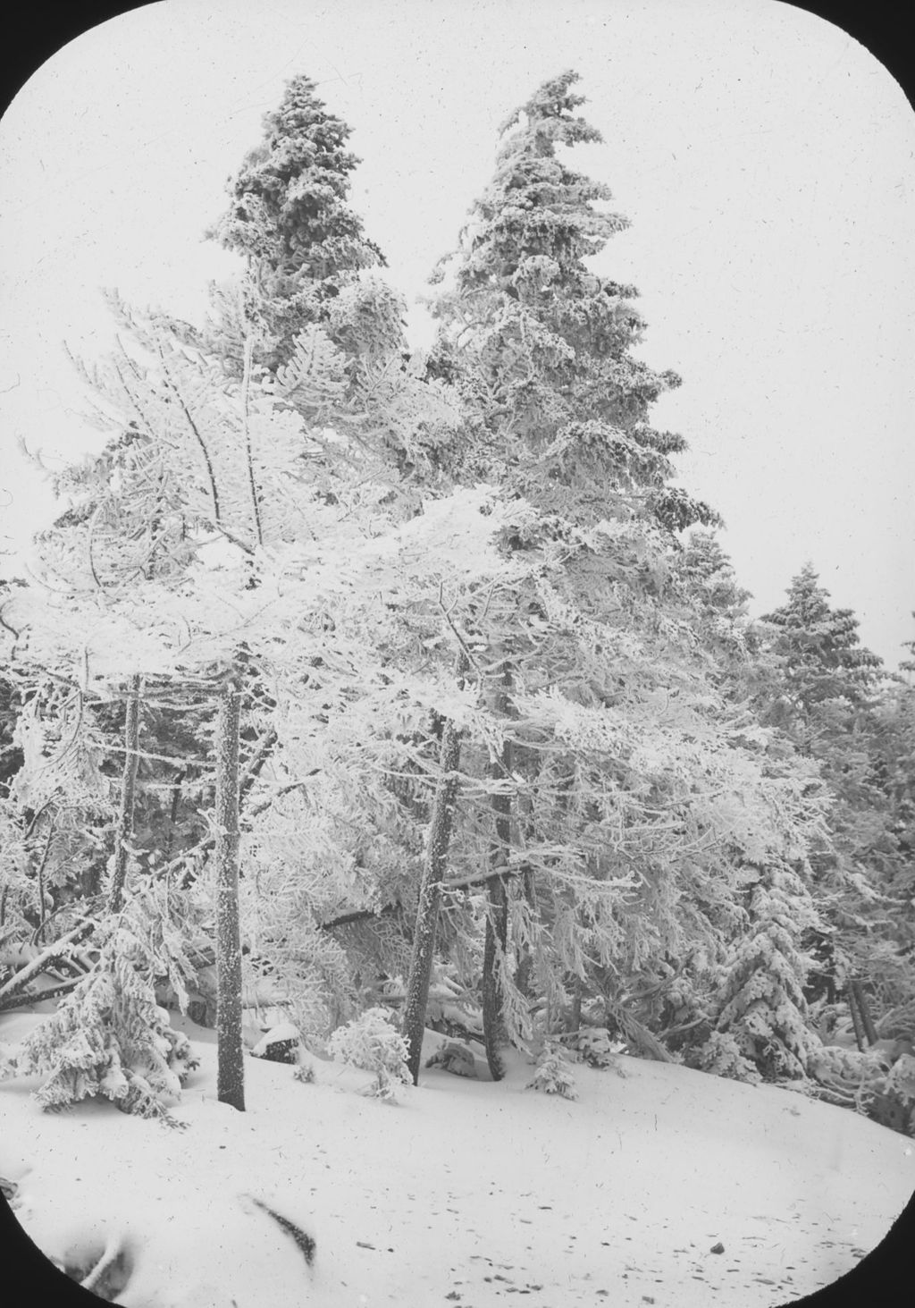 Miniature of Mount Ellen trees covered with frost