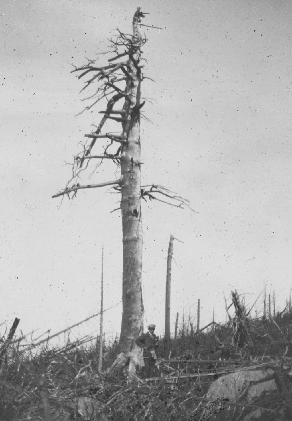 Miniature of Lone 40 foot tree and Lord on Mount Hunger