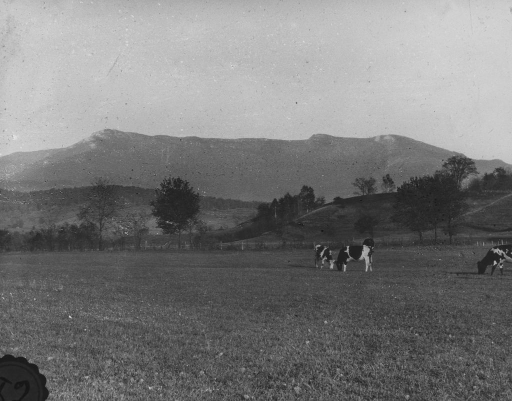 Miniature of Mount Mansfield and cows