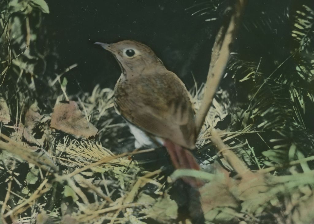 Miniature of Hermit Thrush