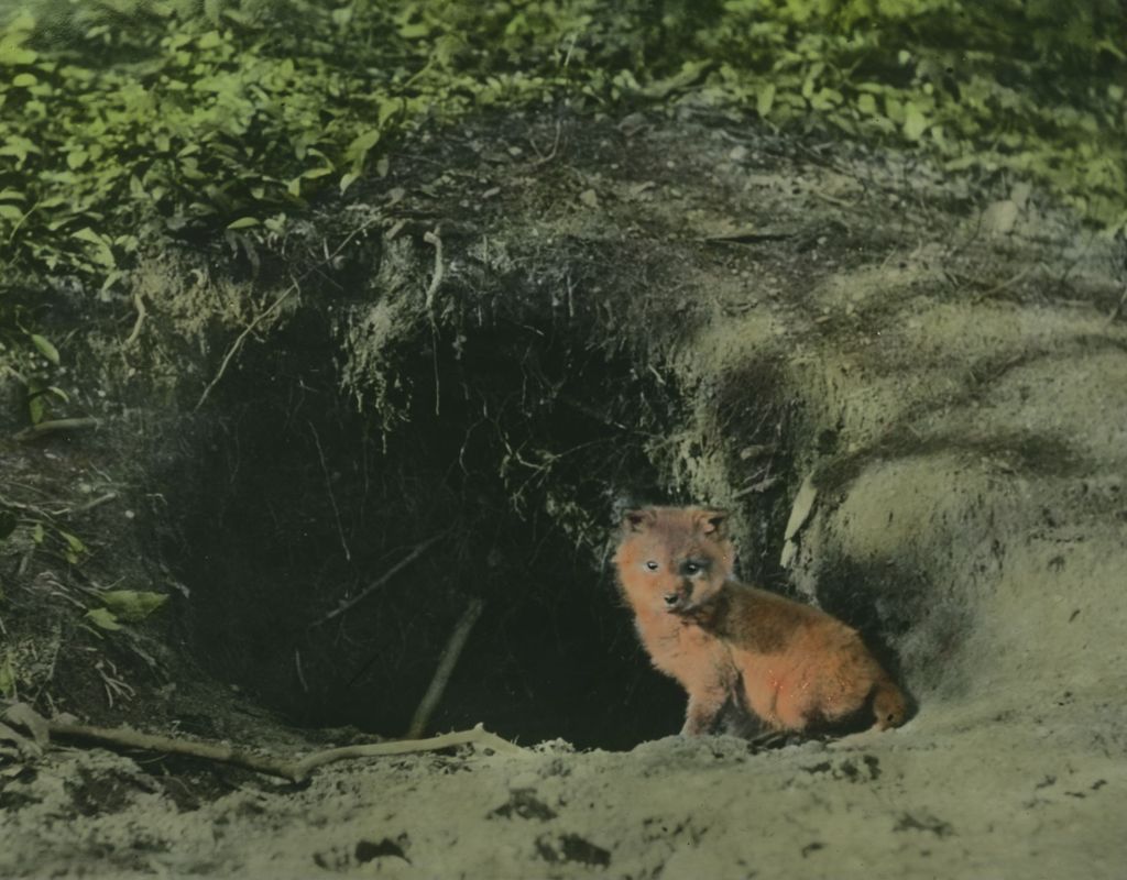 Miniature of Baby fox near Jay Peak