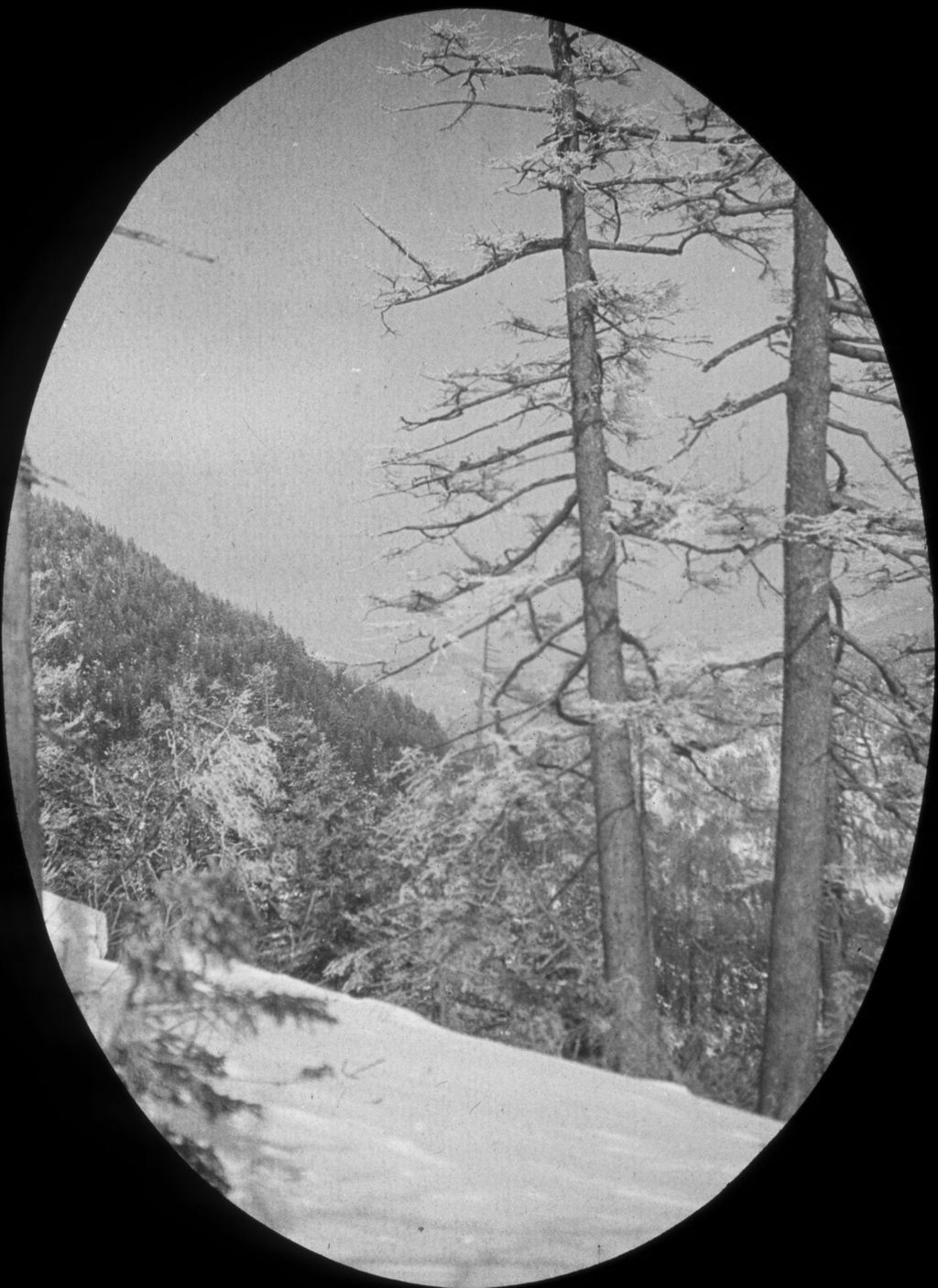 Miniature of Near the Taft Lodge on Mount Mansfield