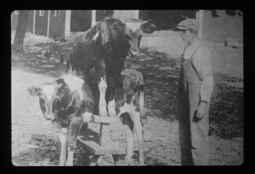 Miniature of Calf