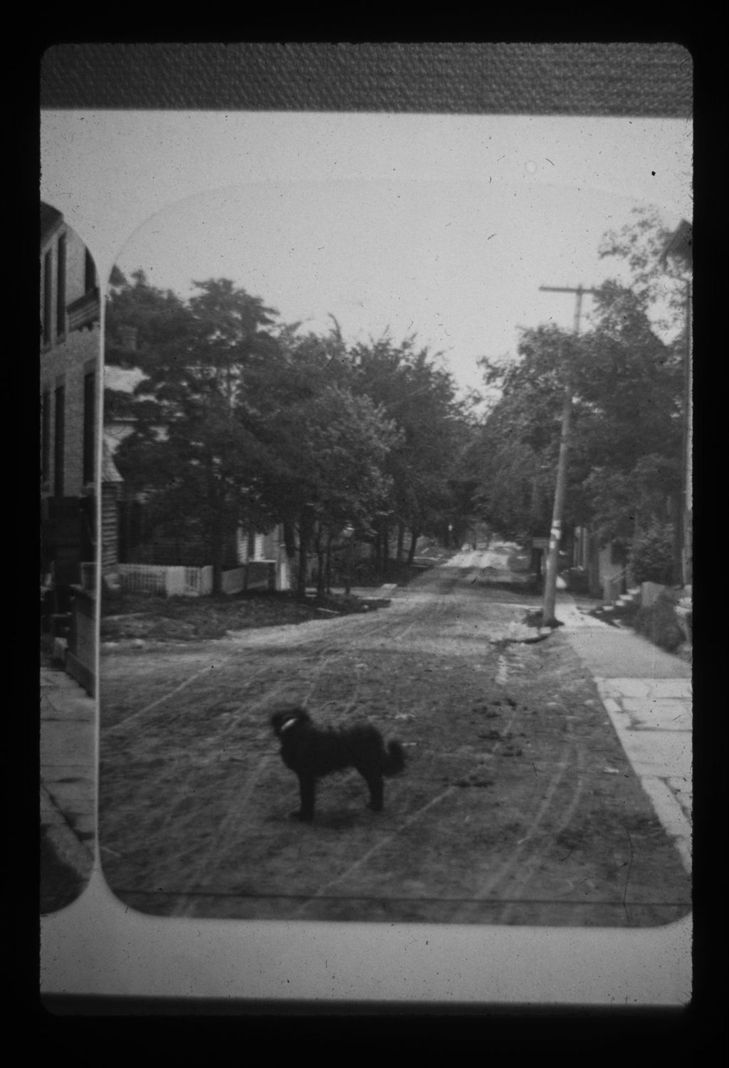 Miniature of Dog on Elbow Street