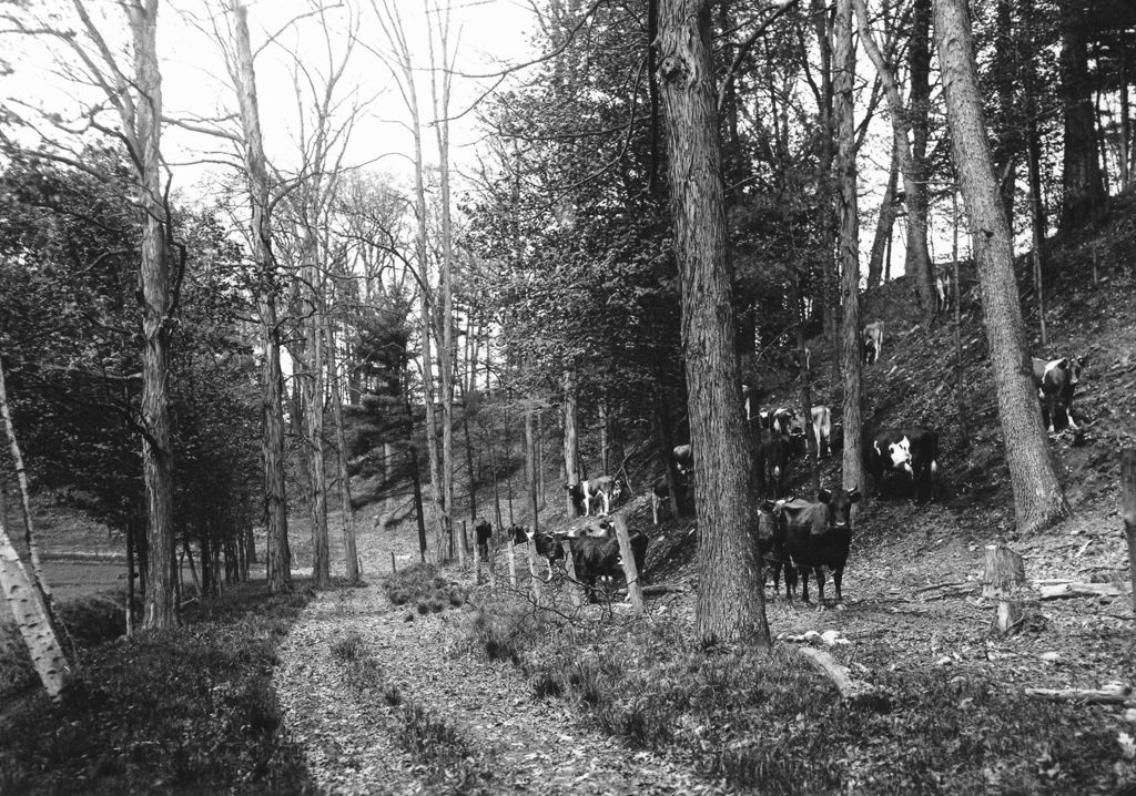 Miniature of Cows, Bradley Farm, Brattleboro