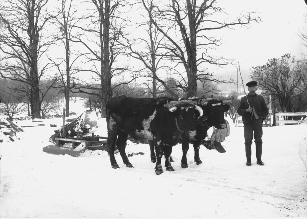 Miniature of Edward Pratt and his Oxen with logs, in the snow, Dover, Vt.