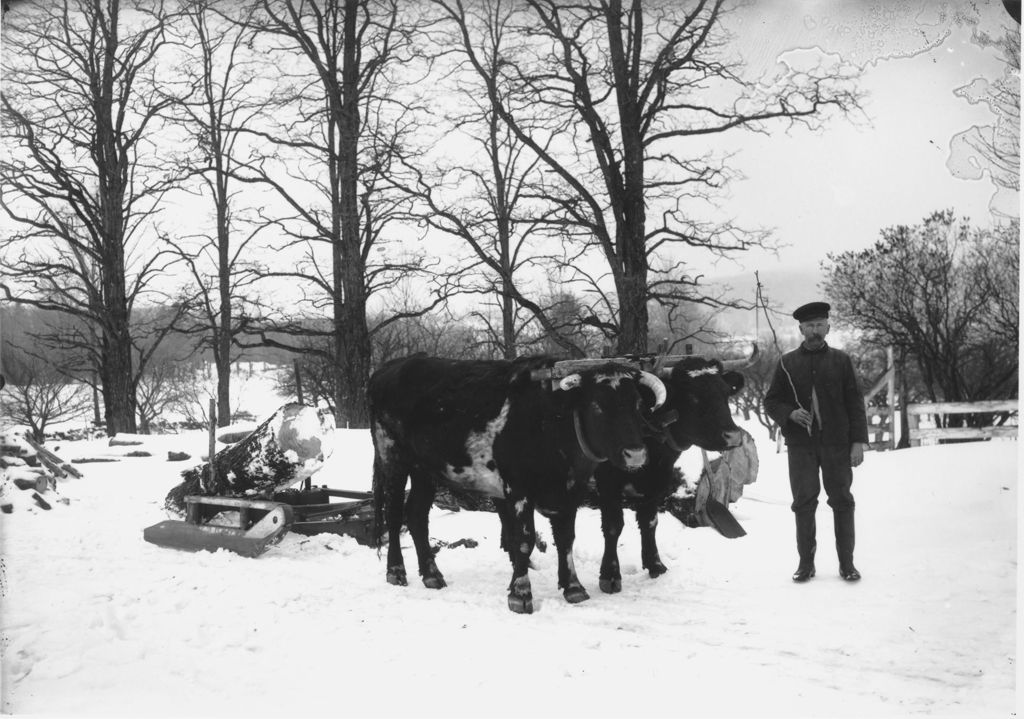 Miniature of Edward Pratt and his Oxen with logs, in the snow, Dover, Vt.