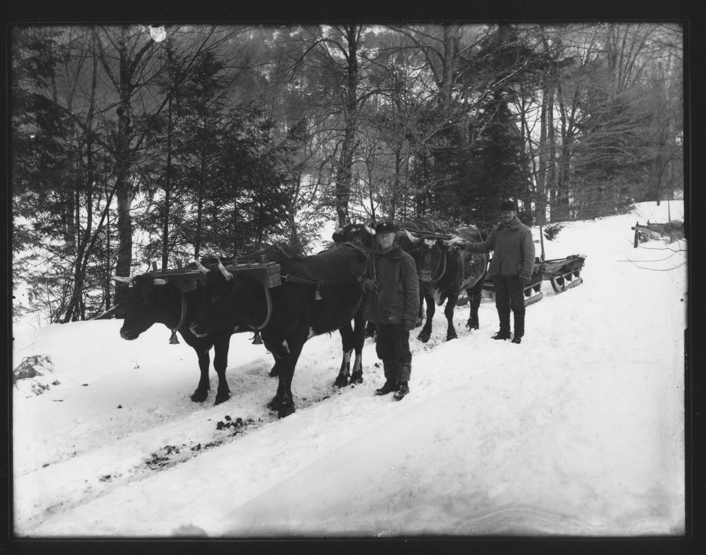 Miniature of Cheney's Oxen in winter, Newfane, Vt.