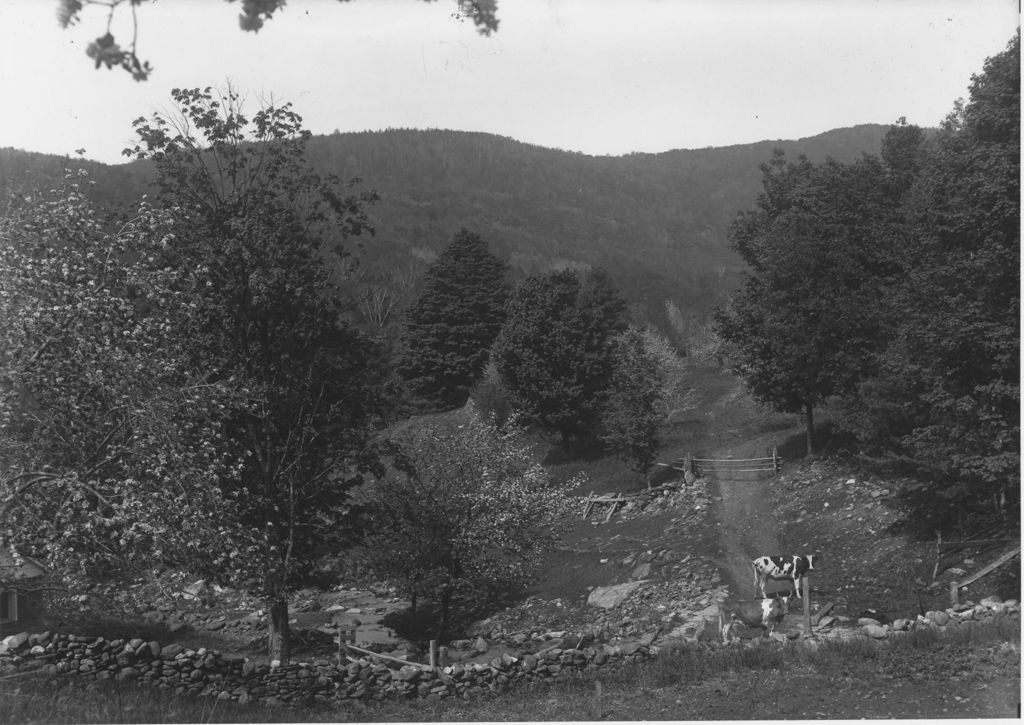 Miniature of Cows in a pasture with stone walls, Williamsville, Vt.