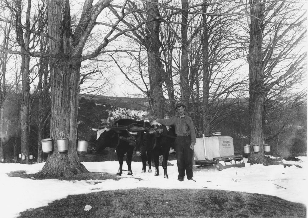 Miniature of Unidentified man gathering syrup with buckets and oxen