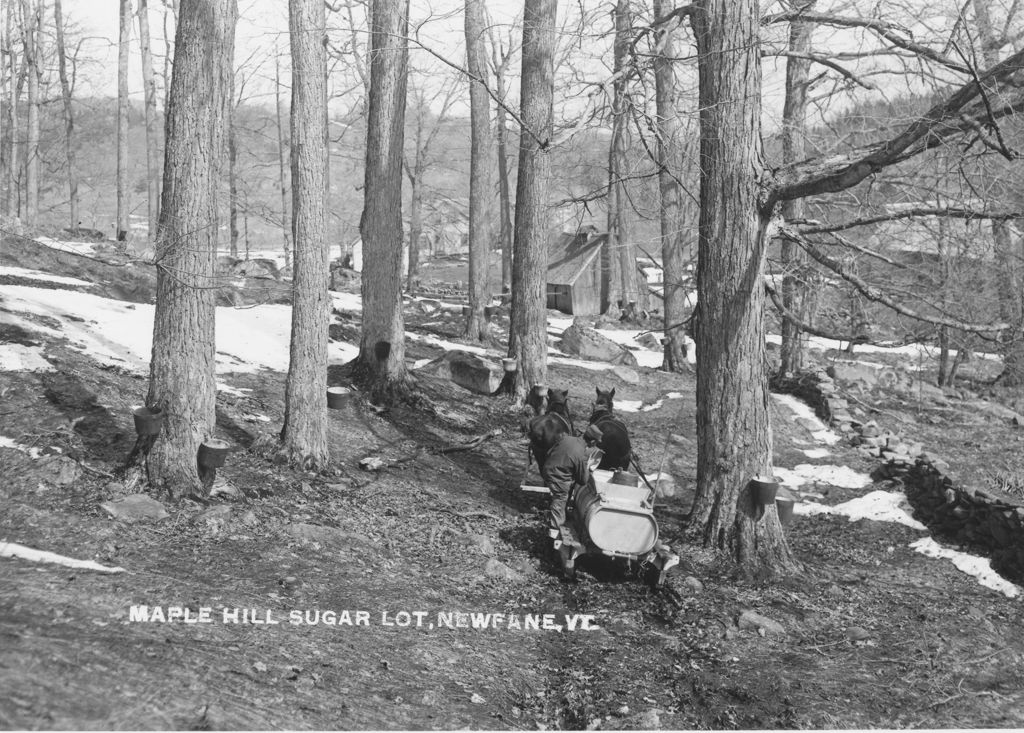 Miniature of Maple Hill Sugar Lot, Newfane, Vt.