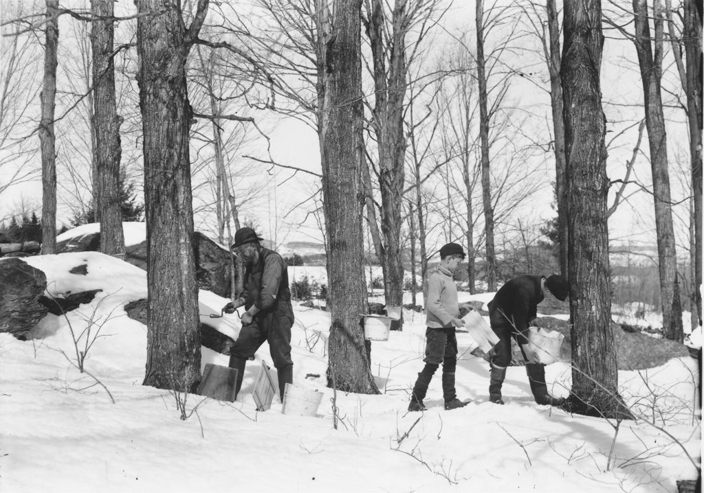 Miniature of Older man and two boys tapping maple trees for sap