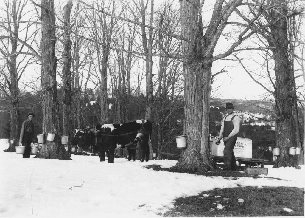 Miniature of Collecting sap with buckets and oxen