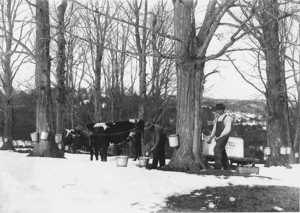 Miniature of Collecting sap with buckets and oxen